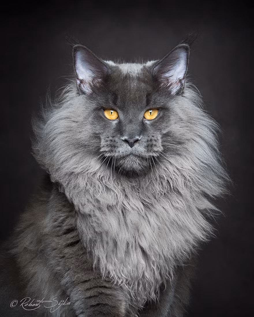 Mới đây, nhiếp ảnh gia Robert Sijka khiến người xem ngỡ ngàng với loạt ảnh của mèo Maine Coon, một trong những loài mèo huyền thoại cổ xưa nhất ở Bắc Mỹ, cũng là loài mèo thuần chủng lớn nhất thế giới. (Nguồn Bored Panda)