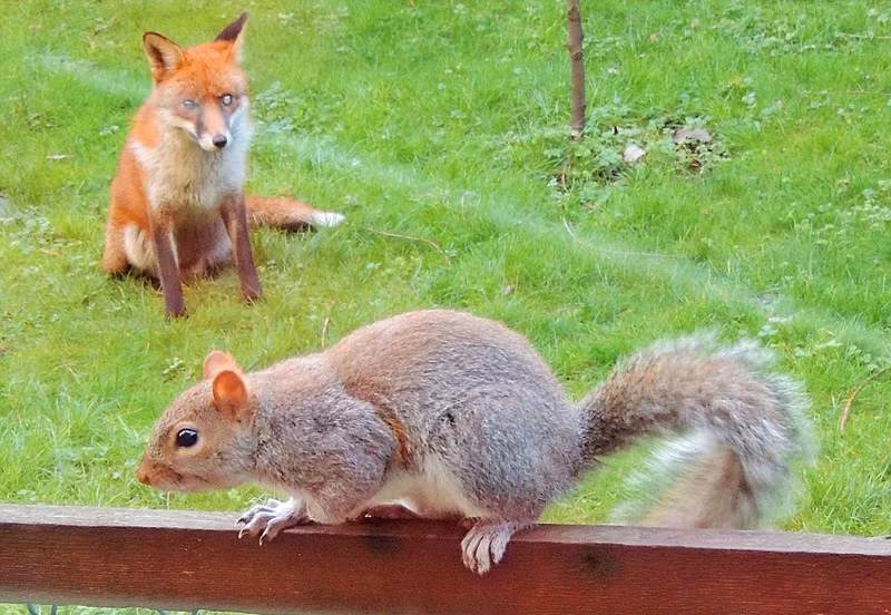 Theo quan sát của Mark, anh cho rằng cáo đỏ cũng sẽ không thực sự làm tổn thương con sóc xám. (Nguồn Sina)
