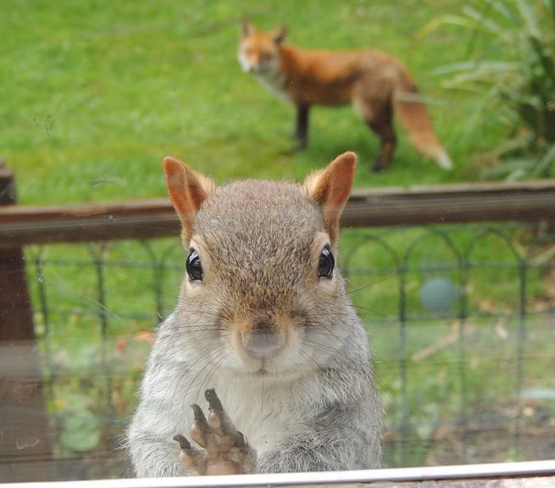 Mark Mason Gardner, một cư dân ở ở Bắc Kensington, West London đã rất ngạc nhiên khi thấy một con sóc xám gõ cửa kính của mình với vẻ mặt cầu xin, phía xa là một con cáo đỏ đang nhìn chằm chằm vào phía sóc xám. Thoạt nhìn, ai cũng tưởng rằng sóc cầu cứu con người, giúp nó trốn thoát khỏi sự truy sát của cáo đỏ. (Nguồn Sina)