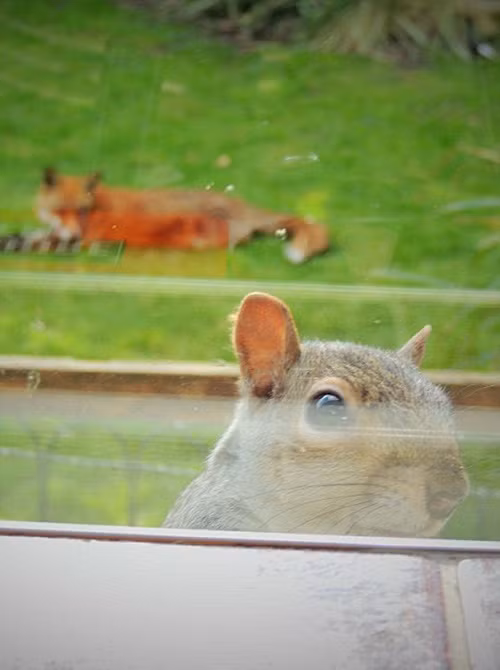 Sóc xám gõ cửa nhà Mark để xin hạt ngũ cốc. (Nguồn Sina)