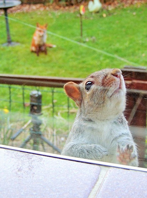 Cáo đỏ đứng phía xa quan sát hành động bạo dạn của sóc xám. (Nguồn Sina)