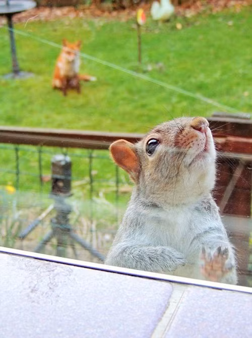 Cáo đỏ đứng phía xa quan sát hành động bạo dạn của sóc xám. (Nguồn Sina)