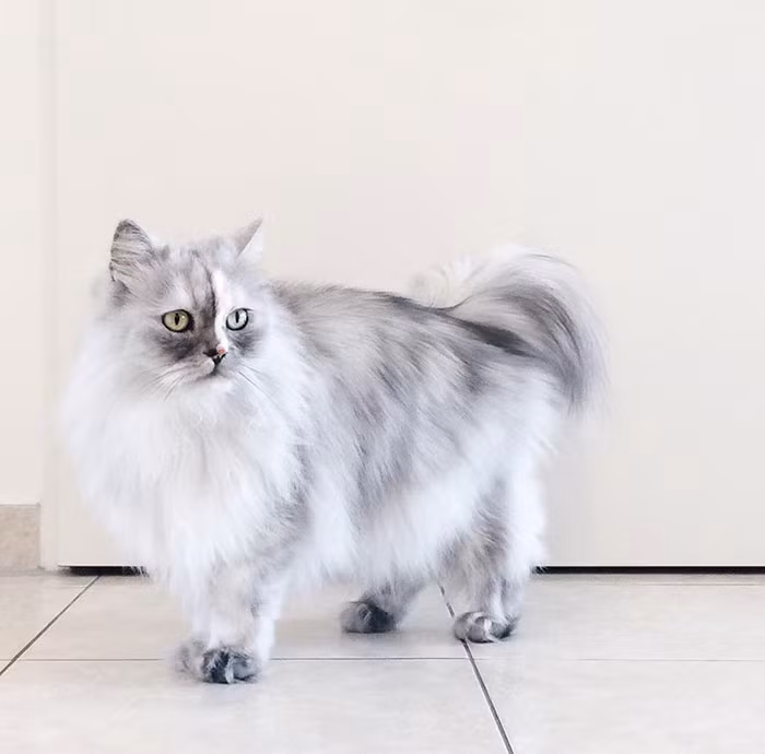 Alice là một cô mèo Ba Tư sở hữu ngoại hình tuyệt đẹp. Nổi tiếng với bộ lông xám trắng pha trộn đẹp hoàn hảo, Alice thực sự là một cô mèo kiêu kỳ. (Nguồn Bored Panda)