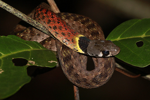 Với khả năng này, rắn hoa cỏ cổ đỏ thực sự là một kẻ săn mồi gây ám ảnh cho những loài động vật mà nó nhắm tới làm con mồi.