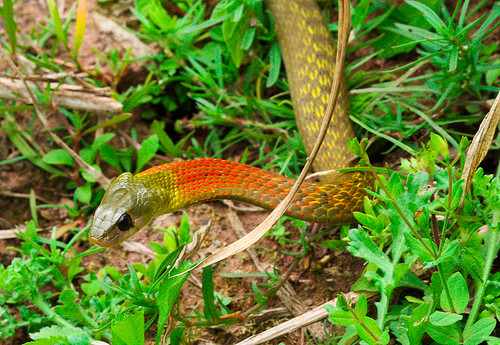 Không giống như các loài rắn khác tự bản thân sản xuất nọc độc, bài xích các chất độc khác, rắn hoa cỏ cổ đỏ thực sự là một loài rắn quái dị, chúng hút nọc độc từ các loại con mồi mà chúng ăn và tích trữ những nọc độc đó, chuyển hóa những chất kịch độc mà mình hút được thành chất độc của riêng mình.