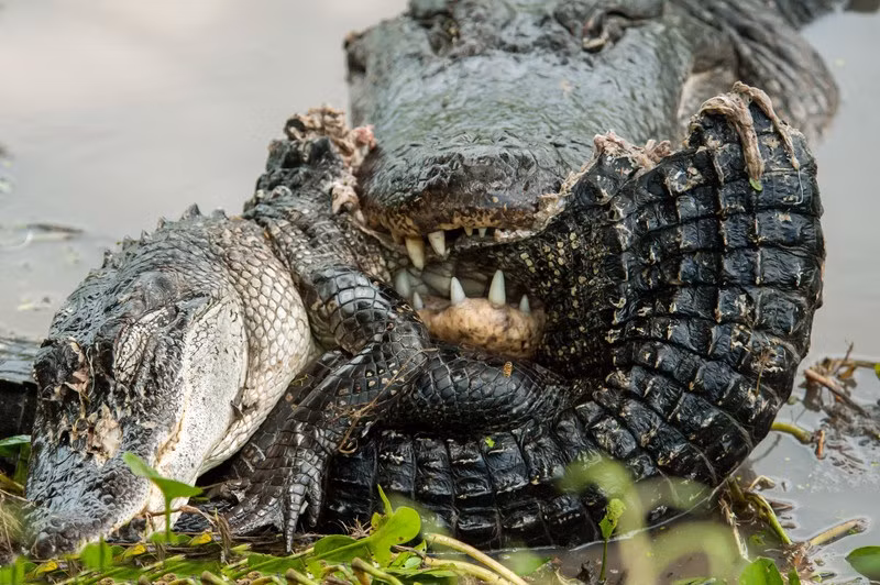 Cạnh tranh sinh tồn khiến những loài mãnh thú ăn thịt trở nên máu lạnh tàn nhẫn, tuy nhiên hiếm có loài động vật nào thích hợp với cụm từ "Cá lớn nuốt cá bé" hơn loài cá sấu. Những hình ảnh cá sấu ăn thịt đồng loại là một trong những hình ảnh điển hình cho hành vi man rợ này ở động vật hoang dã. Hình ảnh của nhiếp ảnh gia động vật hoang dã Lauren Hansen chụp tại một hồ nước tại Texas, Mỹ. (Nguồn Sina)