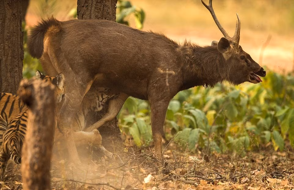 Dường như nó hiểu rằng chỉ cần buông xuôi, chỉ cần dừng phản kháng, chắc chắn nó sẽ chết, còn chiến đấu, còn vùng vẫy là còn hy vọng. (Nguồn Dailymail)