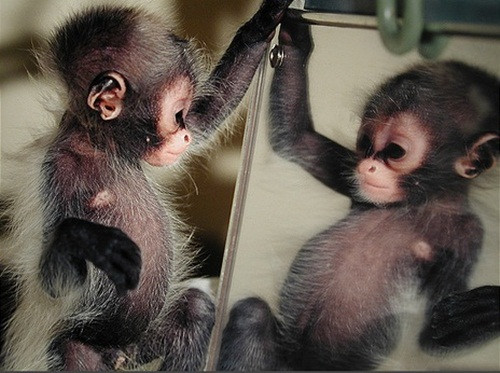 Chúng có thể đứng hàng giờ để ngắm nhìn một "con khỉ khác" sống trong tấm gương. (Nguồn Sina)