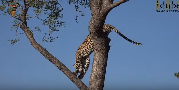 Sau khi linh cẩu rời khỏi, báo đốm nhẹ nhàng leo xuống, tìm một bóng râm nghỉ ngơi để cơ thể có thời gian tiêu hóa thức ăn.