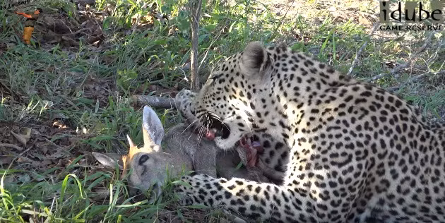 Nó liên tục cắn xé con mồi, dường như không để ý đến bất cứ điều gì xung quanh.