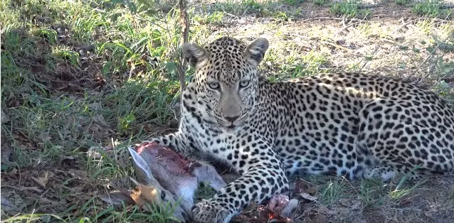 Phát hiện có dấu hiệu nguy hiểm, bị rình rập, báo đốm cắn chặt lấy mồi, lấy tốc độ nhanh như tên bắn lao thẳng lên một thân cây quen thuộc.