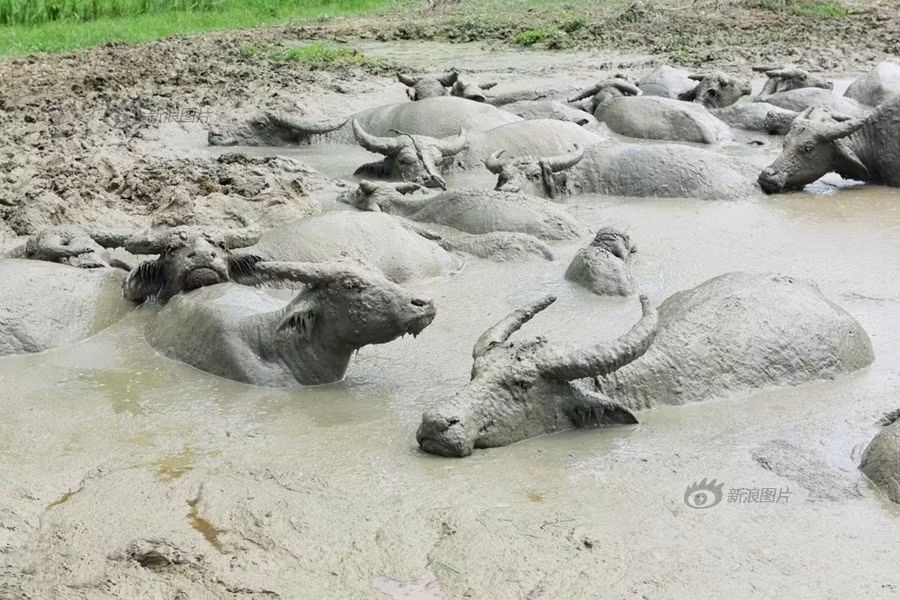 Dù phải chen chúc để tắm bùn giải nhiệt nhưng đàn trâu khá vui vẻ, thoải mái. (Nguồn Sina)