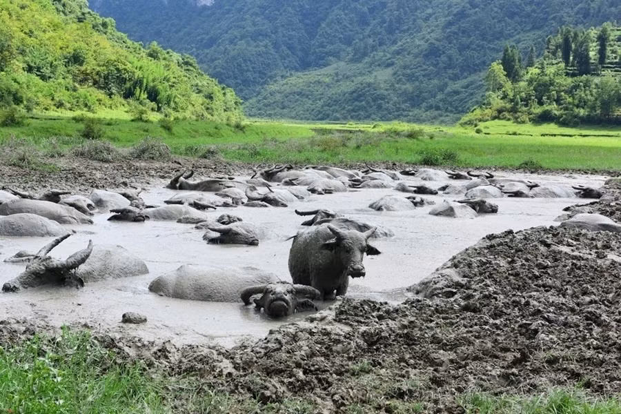 So với đầu thu các năm, năm nay thời tiết vẫn còn rất nóng, nhiều khu vực thuộc miền Nam Trung Quốc vẫn phải hứng chịu những đợt nắng nóng mạnh khiến nền nhiệt cao, ảnh hưởng trực tiếp đến các loài động vật, trong đó có đàn trâu rừng. (Nguồn Sina)