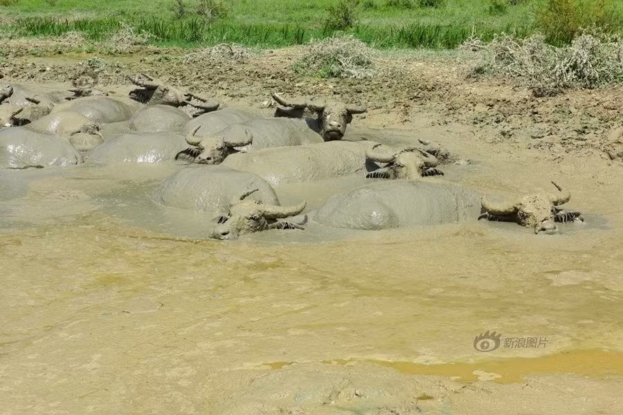 Những con trâu rừng tắm bùn không hề muốn leo lên bờ. (Nguồn Sina)