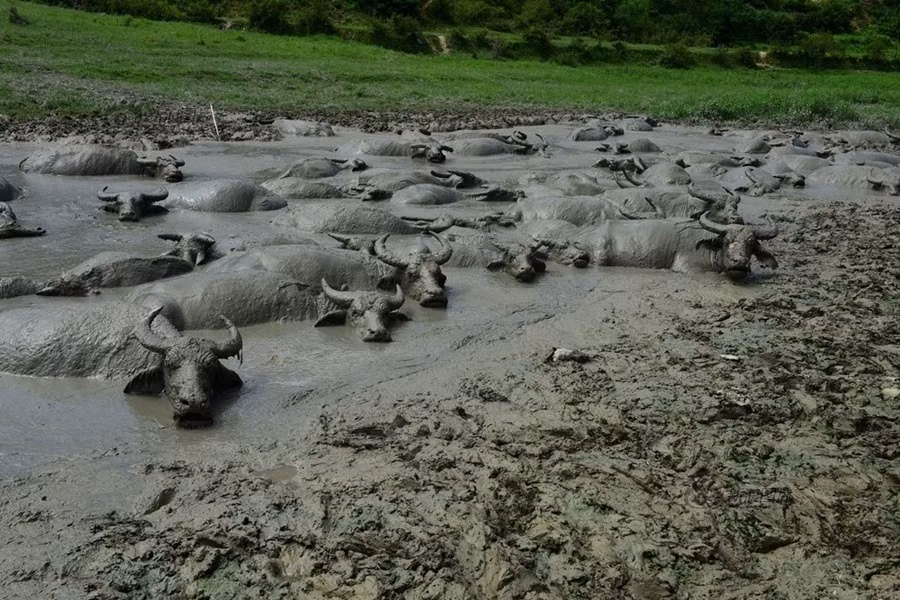 Cảnh tượng hàng trăm con trâu cùng tắm bùn ở Hồ Bắc khiến nhiều người không khỏi thích thú. (Nguồn Sina)