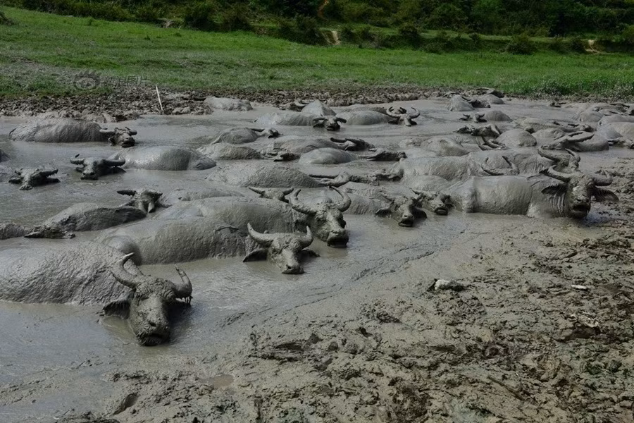 Đây là hiện tượng hiếm gặp, nguyên nhân là do năm nay thời tiết nắng nóng kéo dài ngay cả khi đã vào tiết thu gây ảnh hưởng đến đời sống của các loài động vật. (Nguồn Sina)