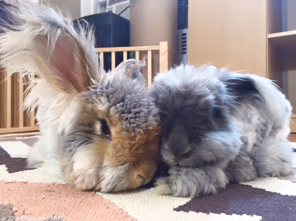 May mắn là Suki kiên trì, hết lần này đến lần khác tiếp cận Wally, muốn ở bên Wally. Cuối cùng, sự chân thành của Suki đã khiến Wally mủi lòng, Wally chấp nhận sự xuất hiện của Suki và cho phép Suki gần gũi, thân mật với mình.