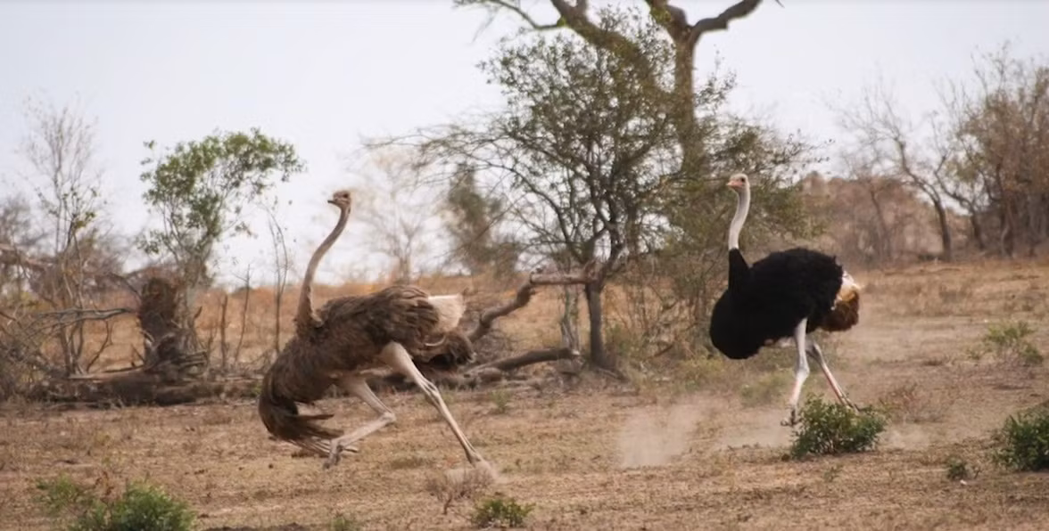 Khi giao phối hoàn tất, đà điểu đực sẽ tự mình đào một cái hố to để tất cả các cung tần mỹ nữ đẻ trứng vào trong. Trứng của "hoàng hậu" được nằm ở vị trung tâm, cũng là vị trí tốt nhất, có tỷ lệ nở cao nhất.
