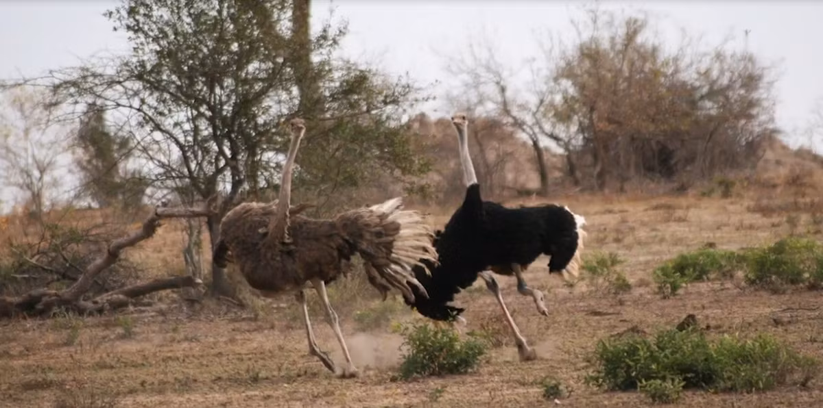 Đà điểu là loài động vật không chung thủy, một con đực dũng mãnh, ưu tú có thể có một dàn hậu cung gồm từ 2 đến 5 đà điểu cái nhưng cũng chỉ có một "hoàng hậu" được ưu ái, sủng hạnh nhiều nhất.