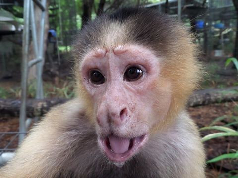 Sau khi được cứu, Mickey được đưa về khu bảo tồn động vật hoang dã của bang Louisiana. Mickey không vừa lòng với cuộc sống trong khu bảo tồn, chú ta thường xuyên gây hấn với những con khỉ thầy tu đầu trắng khác. (Nguồn Dodo)