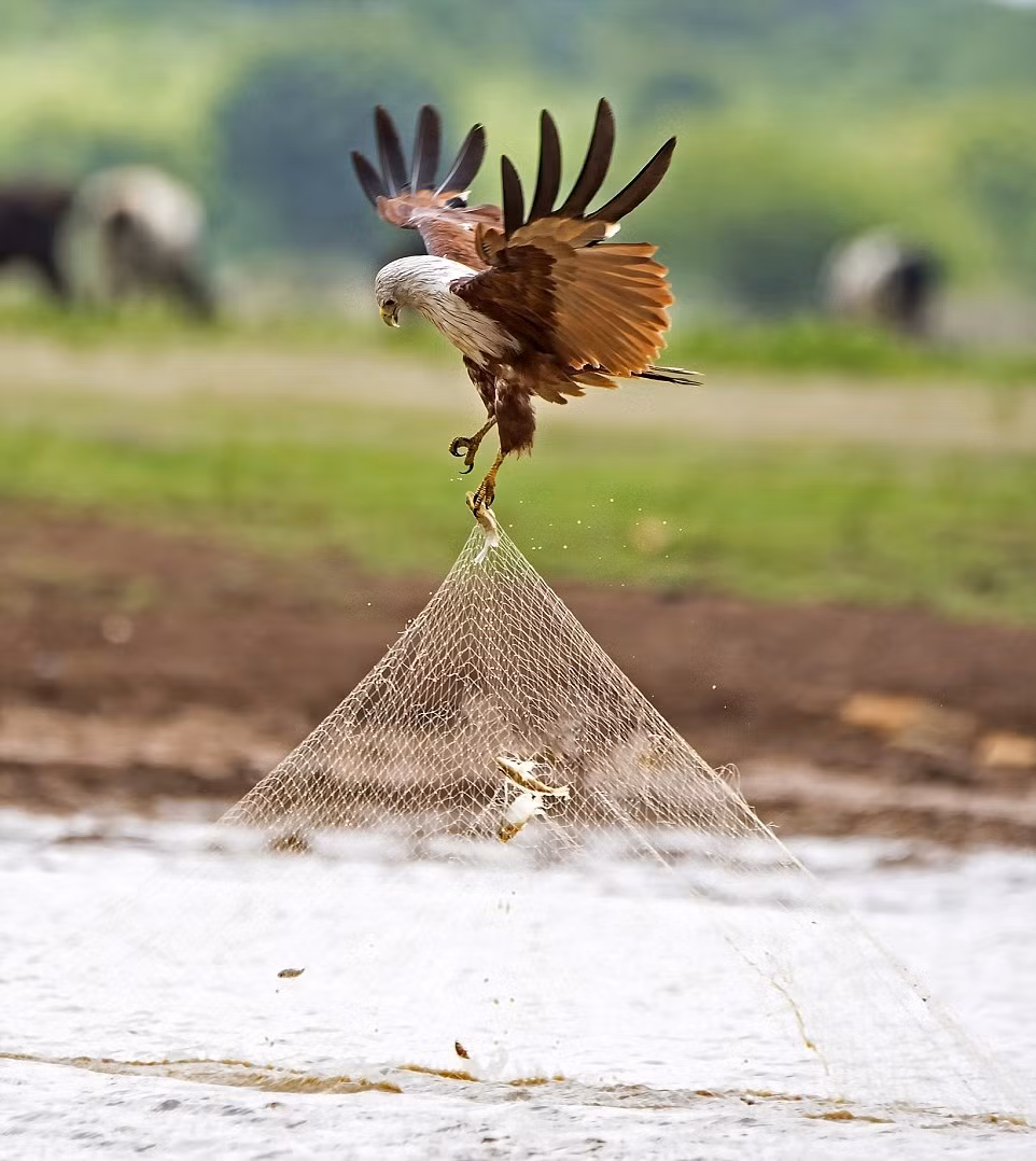 Theo nhiếp ảnh gia Vaibhav Mupadi chia sẻ, khi phát hiện trong lưới của ngư dân mắc những con cá tươi ngon, con chim diều lửa khôn ngoan lao ngay xuống dùng móng vuốt nhấc lưới lên không trung và xé rách lưới, thả những con cá rơi xuống.
