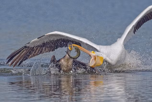 Trong ảnh là một con chim bồ nông cậy mạnh cướp cá của một con chim cốc, mặc cho chim cốc phải rất vất vả mới bắt được mồi.