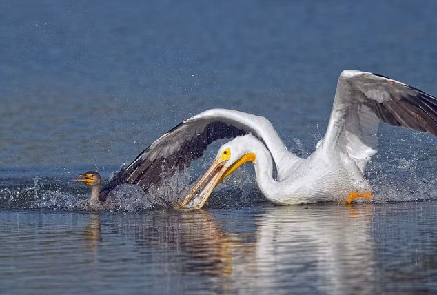 Ngay khi thấy chim cốc trồi lên khỏi mặt nước với con cá tươi ngon ngậm trong miệng, con chim bồ nông hung ác dùng sải cánh to khỏe và chiếc mỏ sừng dài, cứng như sắt của mình uy hiếp, cướp trắng con cá, không cho chim cốc phản kháng.