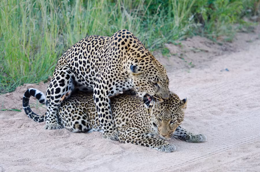 Trong thời kỳ động dục, một cặp đôi báo hoa mai sẽ ở bên nhau khoảng 3 đến 5 ngày, có những đôi quấn nhau có thể chung đụng khoảng 7 đến 10 ngày. (Nguồn Sina)