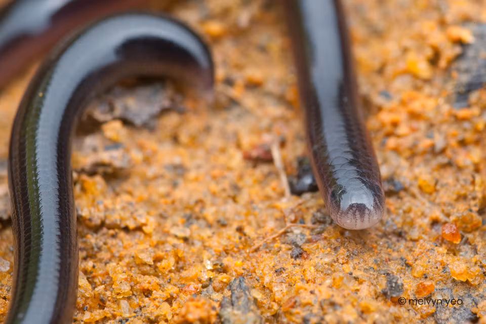 Ngoài đặc điểm ngoại hình đặc biệt vừa giống giun lại vừa giống rắn, loài rắn này còn có khả năng sinh đẻ không cần con đực. Chúng là loài sinh sản đơn tính (parthenogenesis), tất cả các cá thể được phát hiện từ trước đến nay đều là con cái. Khi rắn đẻ, mỗi lần được khoảng 8 trứng, rắn con nở ra có các đặc tính di truyền giống hệt rắn mẹ.