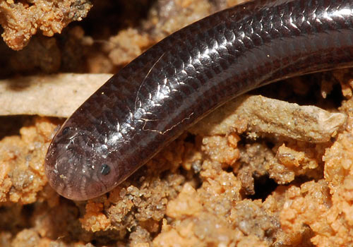 Rắn giun trưởng thành có màu nâu đen gần giống màu giun đất nhưng sậm hơn. Quá trình thay đổi màu sắc của rắn giun từ nhạt đến đậm trải đều theo chu kỳ sống và phát triển của loài giun này.