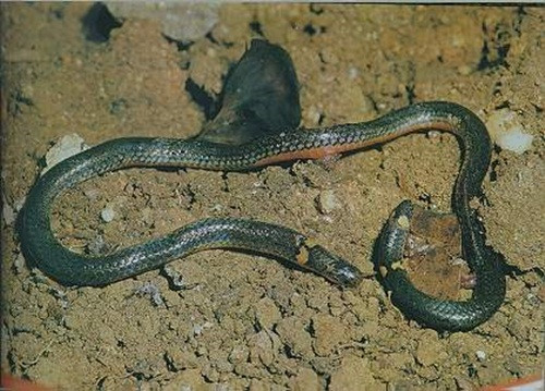 Tại Việt Nam, rắn hai đầu phân bố trên một diện tích rộng từ miền Bắc cho đến Tây Nguyên.