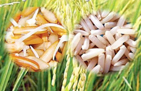 Vì thế nó có thể tạo ra sự tăng đột biến lượng đường trong máu. Trong khi đó, gạo lứt và huyết rồng sẽ cung cấp nguồn năng lượng dài vào cơ thể dần dần từng chút một.