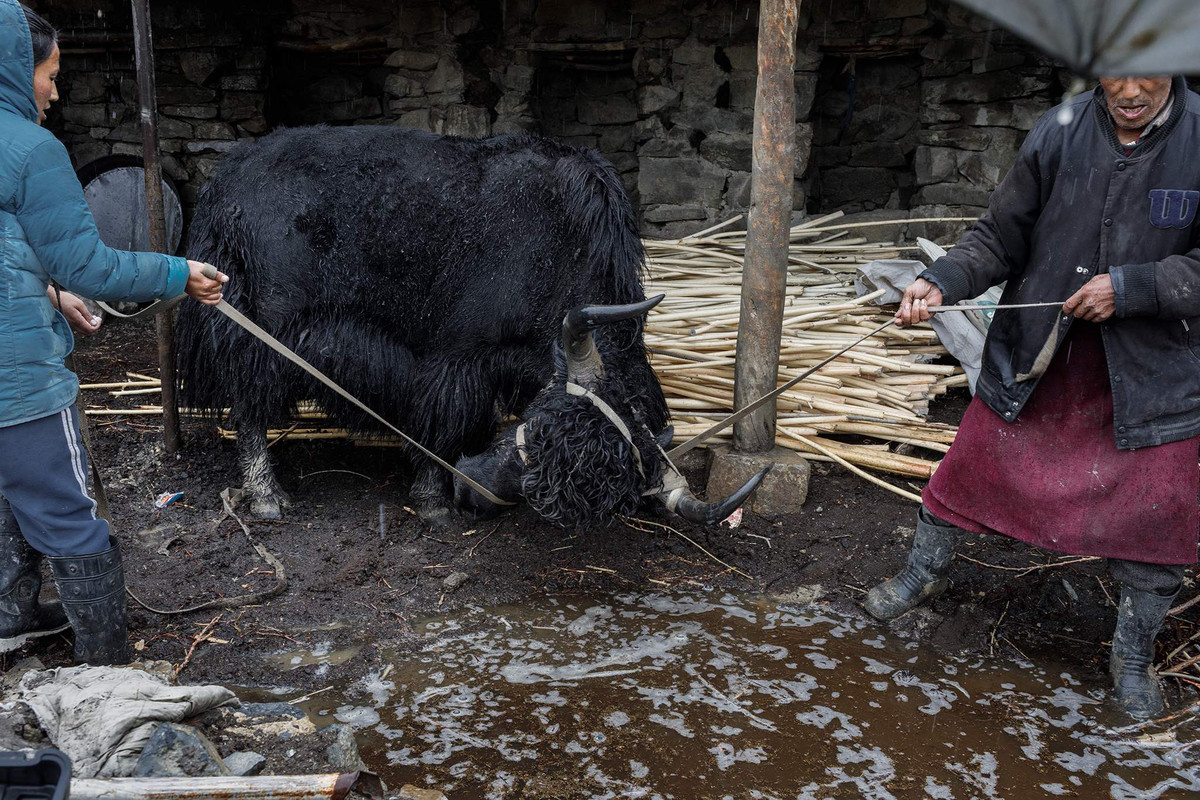 Tầng bán hầm là nơi dành riêng cho gia súc, được coi là biểu tượng sống của người dân địa phương. Mọi sinh vật đều phải đương đầu với mùa đông khắc nghiệt cùng con người. Hầu hết các gia đình ở đây nuôi gia súc, chủ yếu là loài bò Tây Tạng.