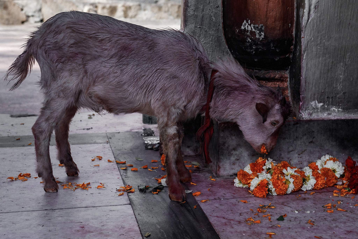 Điều thú vị là các tín đồ đã thay đổi truyền thống của ngôi đền. Thay vì lễ hiến tế bắt đầu trong mỗi lễ hội, thì ngày nay, người hành hương sẽ mang đến đây các loài động vật khác nhau. Bởi vậy, xung quanh đền Kamakhya có một sở thú rất độc đáo. Ảnh: Alexey Terentyev/Izvestia.