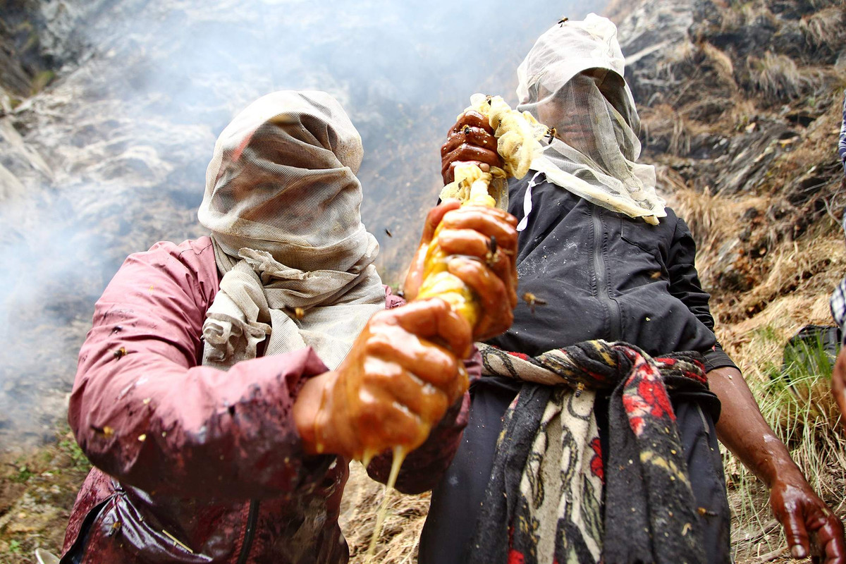 Sau khi thu hoạch, mật ong được đưa về làng và qua các bước xử lý, bao gồm lọc để loại bỏ tạp chất. Mật ong sau đó được bảo quản trong các thùng chứa và sẵn sàng cho việc tiêu thụ hoặc bán.