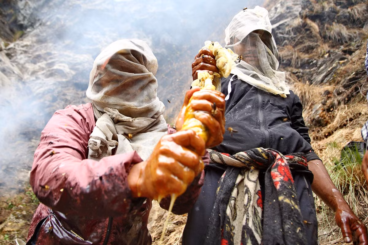 Sau khi thu hoạch, mật ong được đưa về làng và qua các bước xử lý, bao gồm lọc để loại bỏ tạp chất. Mật ong sau đó được bảo quản trong các thùng chứa và sẵn sàng cho việc tiêu thụ hoặc bán.