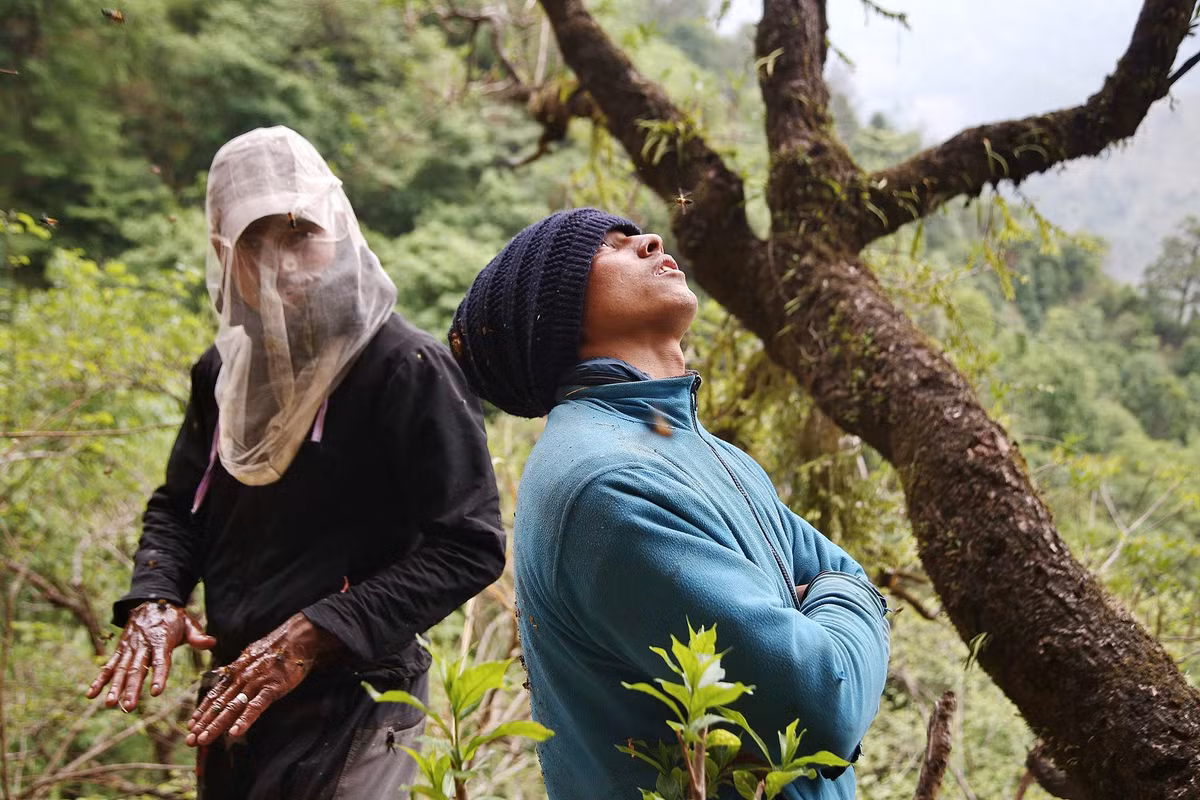 Tuy nhiên, sự thay đổi khí hậu đã ảnh hưởng đến số lượng tổ ong và sự phát triển của các loài hoa mà ong hút mật, gây ra sự suy giảm nguồn mật ong rừng, cũng ảnh hưởng nghiêm trọng đến thu nhập của người dân địa phương.