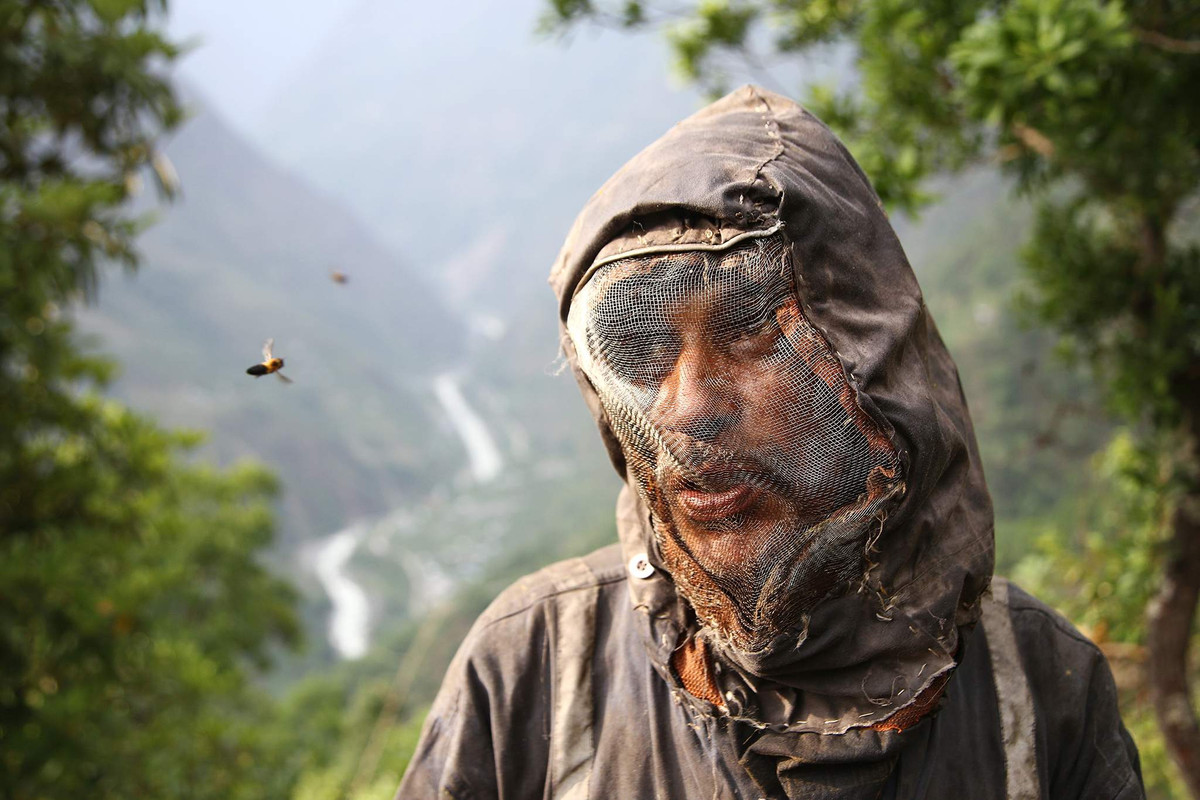 Vài năm gần đây, các doanh nhân Nepal đã thành lập hợp tác xã từ người dân địa phương để thu mua mật ong với số lượng lớn và xuất khẩu ra nước ngoài, tạo thêm thu nhập và thúc đẩy kinh tế địa phương.