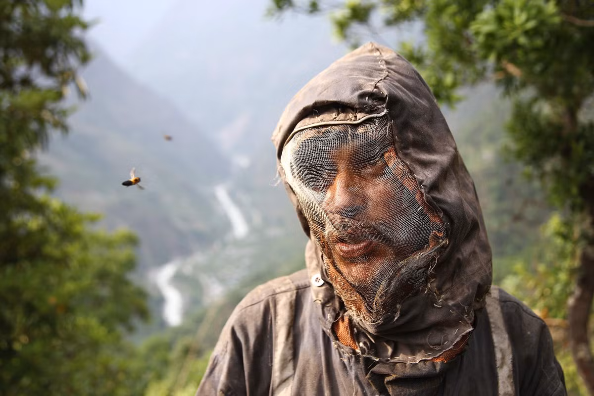 Vài năm gần đây, các doanh nhân Nepal đã thành lập hợp tác xã từ người dân địa phương để thu mua mật ong với số lượng lớn và xuất khẩu ra nước ngoài, tạo thêm thu nhập và thúc đẩy kinh tế địa phương.