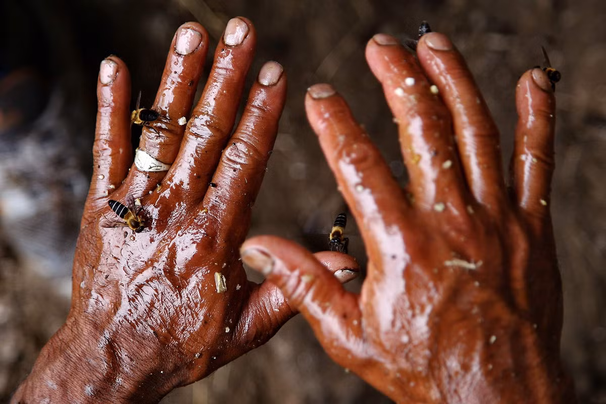 Người thu hoạch dùng các công cụ thô sơ để cắt các tổ ong. Khi tổ ong bị đập vỡ, mật ong chảy ra và được hứng vào các thùng chứa. Những đồng nghiệp ở phía dưới sẽ thu gom các mảnh tổ ong rơi xuống và vắt lấy mật ong còn lại.