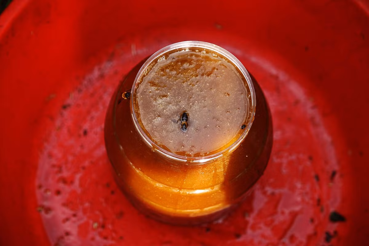 Mật ong rừng Himalaya có hương vị độc đáo, phong phú và đậm đà, khác biệt so với mật ong từ các vùng khác. Hương vị này là kết quả của việc ong hút mật từ các loài hoa dại trong khu vực. Mật ong rừng Himalaya thường có màu sẫm và độ đậm đặc cao, do ong thu hoạch từ những loài hoa giàu mật trong môi trường tự nhiên khắc nghiệt.