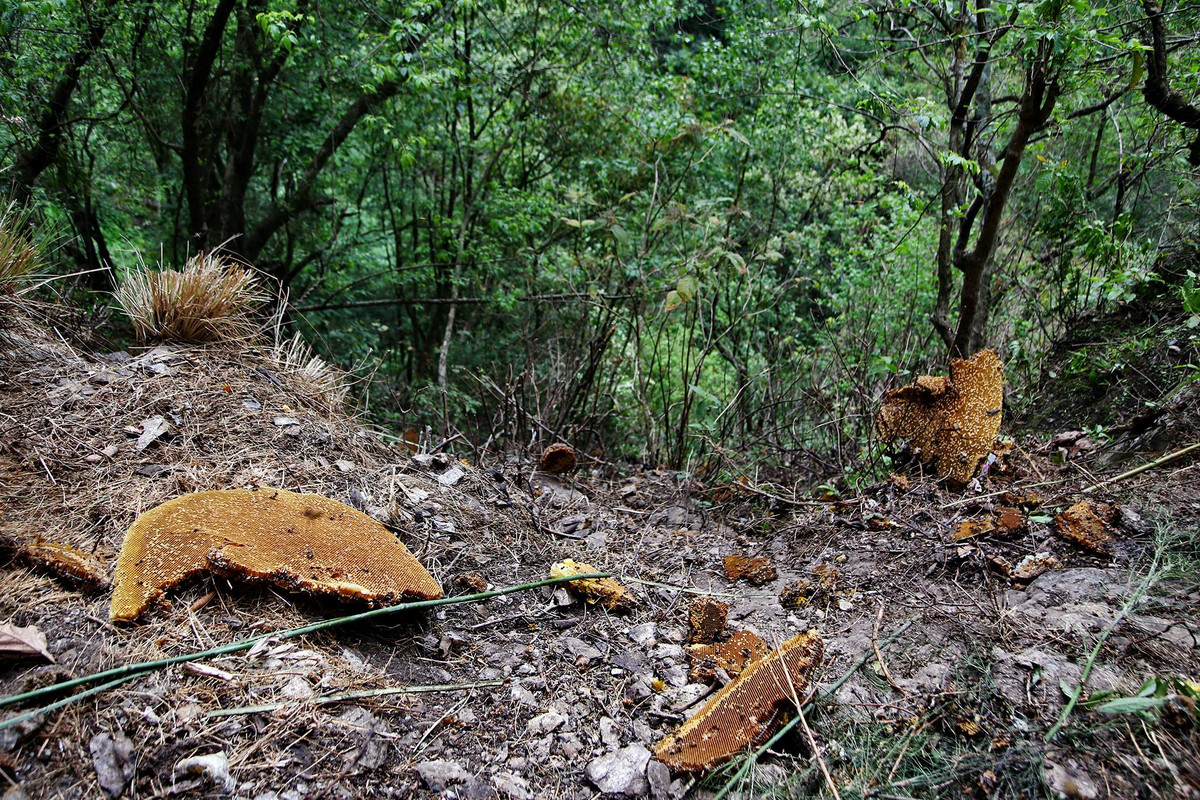 Mật ong rừng Himalaya được coi là một trong những loại mật ong quý hiếm và độc đáo nhất trên thế giới. Đây là sản phẩm từ những loài ong hoang dã sống ở vùng núi cao của dãy Himalaya. Nó chứa nhiều chất chống oxy hóa, kháng khuẩn và chống viêm, giúp tăng cường hệ miễn dịch và hỗ trợ điều trị nhiều loại bệnh.