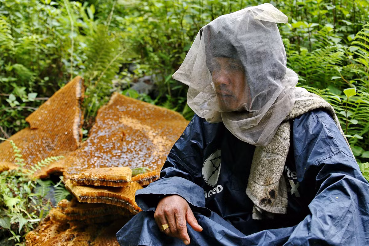 Một số loại mật ong từ Himalaya, đặc biệt là mật ong đỏ, chứa một lượng nhỏ độc tố tự nhiên từ loài cây Rhododendron. Khi tiêu thụ, nó có thể gây ra hiện tượng ảo giác và một số tác động tâm lý khác. Loại mật ong này thường được gọi là "mật ong điên" (mad honey).