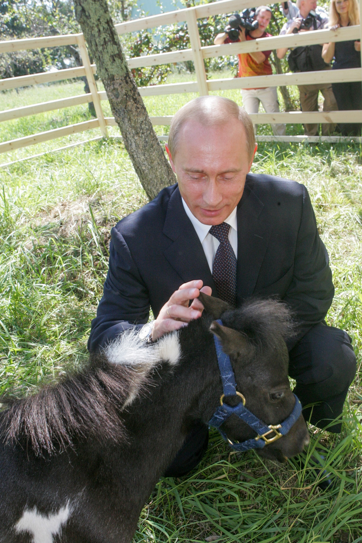 Đây là giống ngựa nhỏ nhất thế giới - Falabella. Chiều cao của loài ngựa này không quá 75cm. Ảnh: Zavrazin Konstatin/RG 