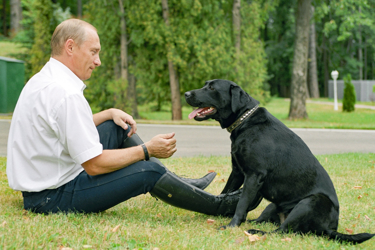 Chú chó Koni của Tổng thống Putin đã trở thành một ngôi sao nổi tiếng, thậm chí còn là nhân vật chính trong bộ truyện tranh trên tạp chí Ogonyok. Vào năm 2004, chú chó Labrador này còn được vinh danh qua cuốn sách "Những câu chuyện của Koni" do Irina Borisova biên soạn để dạy tiếng Anh cho trẻ em. Ảnh: Vladimir Rodionov/TASS 