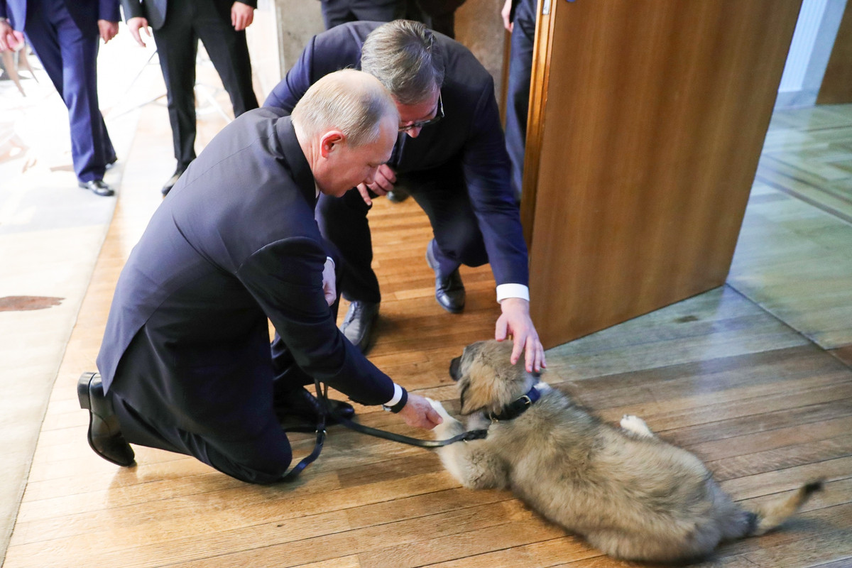 Năm 2019, Tổng thống Nga đã hai lần được tặng các chú chó giống quý. Trong chuyến thăm tới Belgrade đầu năm đó, Tổng thống Serbia Aleksandar Vucic đã tặng nhà lãnh đạo Nga một chú chó chăn cừu Nam Tư (Sarplanina) bốn tháng tuổi tên là Pasha. Ảnh: Mikhail Klimentiev/RIA Novosti 