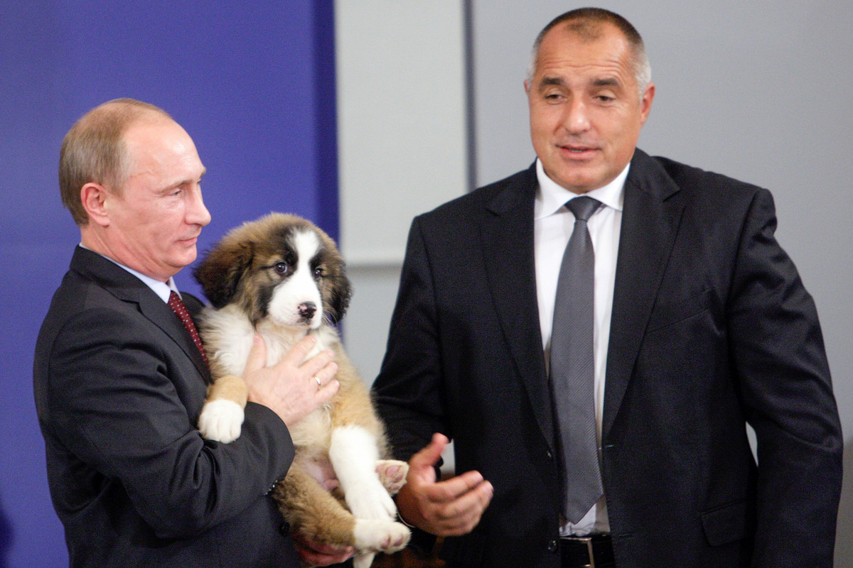 Năm 2010, ông Vladimir Putin, lúc đó giữ chức Thủ tướng Liên bang Nga, đã được tặng một chú chó chăn cừu Karakachan từ người đứng đầu chính phủ Bulgaria, Boyko Borisov. Một cuộc thi đã được tổ chức để chọn biệt danh cho thú cưng mới. Người chiến thắng là bé trai 5 tuổi Dima Sokolov từ Moscow khi đề xuất cái tên “Buffy”. Ảnh: Shemetov Maksim/TASS 