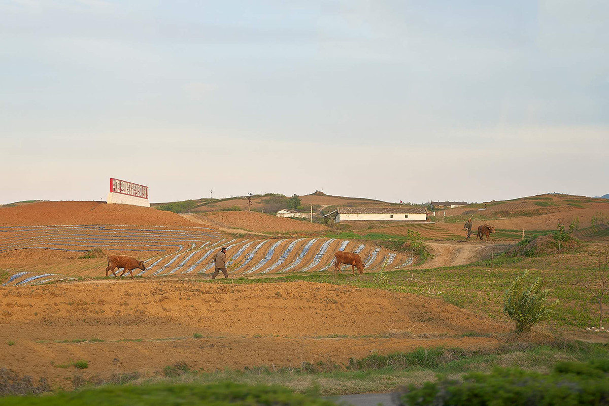 Những năm gần đây, Triều Tiên đã đạt nhiều tiến bộ vượt bậc trong việc hiện đại hoá nông nghiệp, đặc biệt tại ngoại ô thủ đô Bình Nhưỡng.