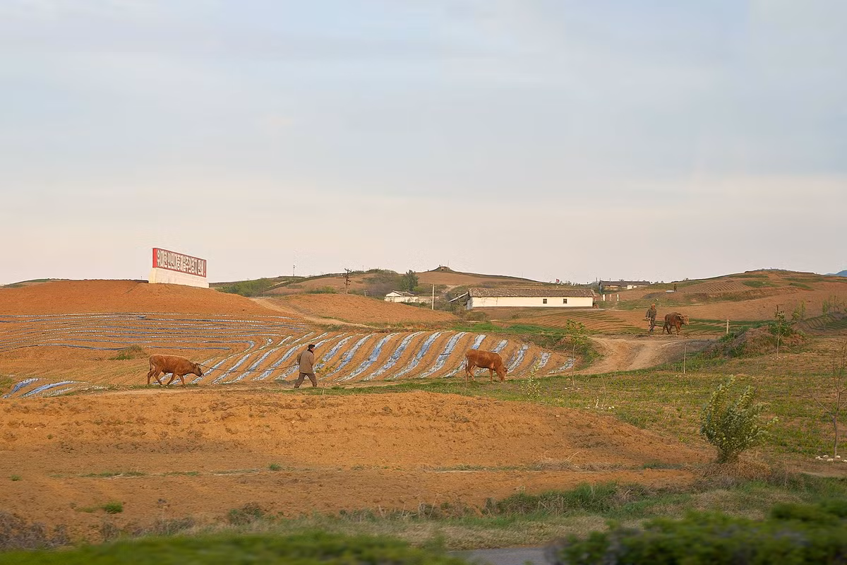 Những năm gần đây, Triều Tiên đã đạt nhiều tiến bộ vượt bậc trong việc hiện đại hoá nông nghiệp, đặc biệt tại ngoại ô thủ đô Bình Nhưỡng.