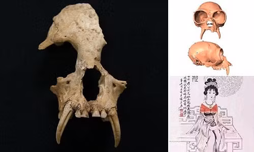 Ngoài phát hiện trên, các chuyên gia còn tìm thấy 12 hố chôn cất, với nhiều hài cốt động vật như báo hoa mai, gấu, sếu, linh miêu và nhiều vật nuôi khác tại khu mộ của bà nội hoàng đế Tần Thủy Hoàng.